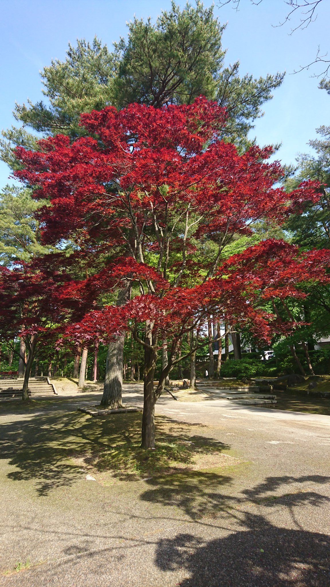 あづま 公園の四季 庭球場のノムラモミジの様子です 新芽から葉が赤色なので新緑の季節にとても映えます T Co Rsfrd1qk3r Twitter
