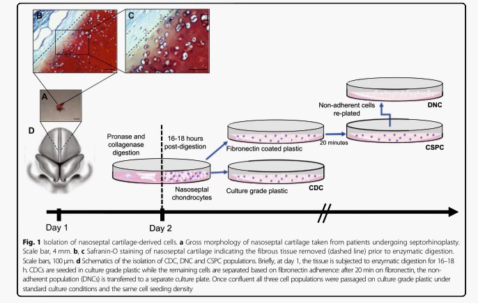 ReconRegen's tweet photo. Great to see another strong output from @JessopZita ‘s @The_MRC funded PhD thesis in @stemcellrt . A novel original article looking at the role of nasal cartilage stem cells and their potential role for cartilage tissue engineering for facial reconstruction. @BAPRASvoice https://t.co/MFI4encR8Q