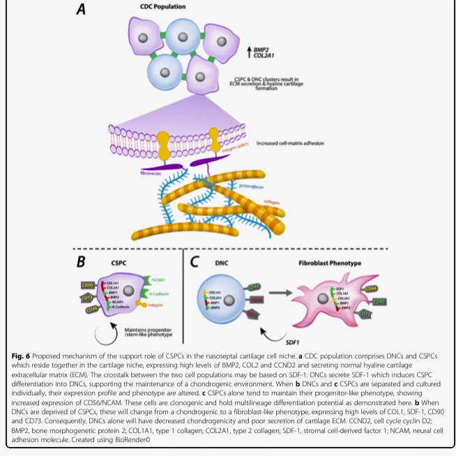 ReconRegen's tweet photo. Great to see another strong output from @JessopZita ‘s @The_MRC funded PhD thesis in @stemcellrt . A novel original article looking at the role of nasal cartilage stem cells and their potential role for cartilage tissue engineering for facial reconstruction. @BAPRASvoice https://t.co/MFI4encR8Q