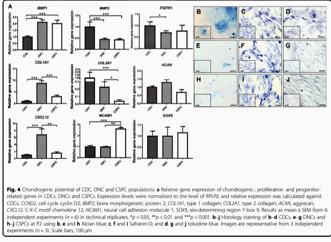 ReconRegen's tweet photo. Great to see another strong output from @JessopZita ‘s @The_MRC funded PhD thesis in @stemcellrt . A novel original article looking at the role of nasal cartilage stem cells and their potential role for cartilage tissue engineering for facial reconstruction. @BAPRASvoice https://t.co/MFI4encR8Q