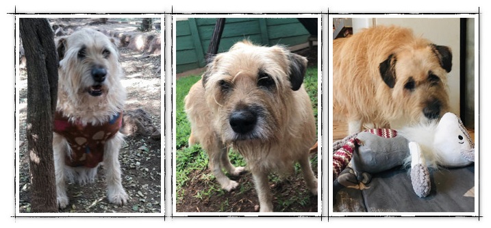 Dogtown_SA's tweet photo. When you read Benji's story you are going to want to take him home with you. https://t.co/peVeTc5VVO
Email adopt@dogtownsa.org to do just that.
SMS TWITTER to 38919 to donate R10 to the care of the #Dogtowndogs. Network charges & admin fees may apply. No closing date. #rescuedog https://t.co/AOtDTNgsdb