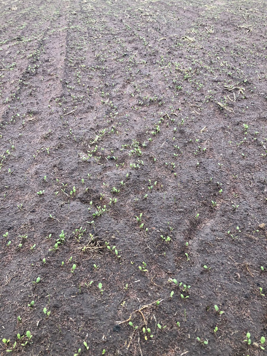 ajshepherd01's tweet photo. Antillo Sub clover @ kybybolite SA coming through nicely. Loving the earlier planting before the rains #seedforce @JamesHeff80 @SeedForceAU @NaracoorteSeeds https://t.co/qIPPEmlLEj