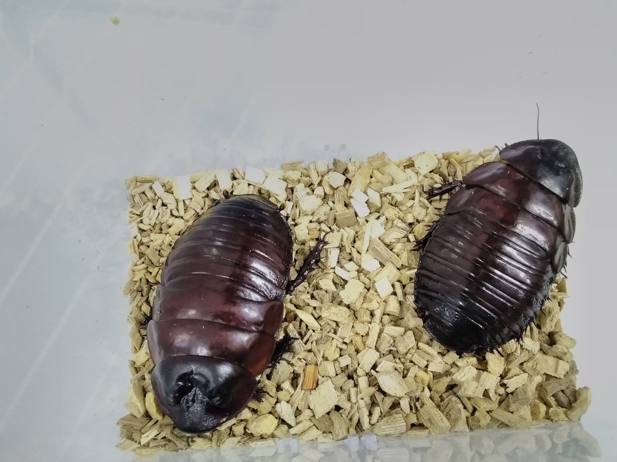 那須昆虫ワールド 5月24日オーストラリア便ヨロイモグラゴキブリ入荷しました ご注文をお考えのお客様はhpのオーダーよりご注文をお願い致します T Co Bvdwdjqvix 電話でのご注文はお受けしておりません Mail受付順に対応しています 返信