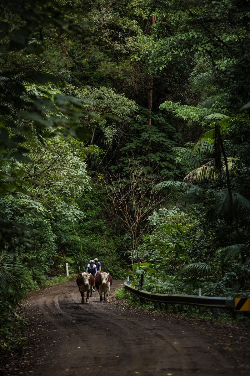 koruptvision's tweet image. Holy Cow! Boarder Ranges with @timberkel @cousin_chris79 @Timboreed 

#splendouronthegravel  #boarderrangers #cyclingshots #sportsphotography