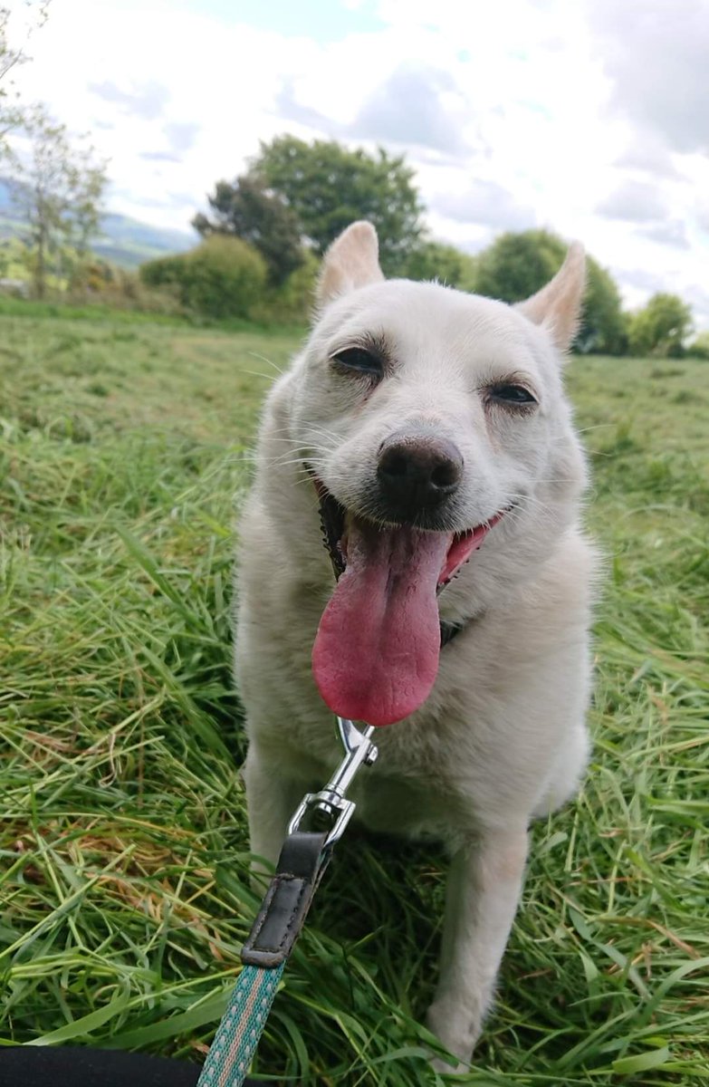 Our sweet lady Ariel is with us for a very long time already, for a long 7 years. She is 10 years old and has struggeled to find the right home as she can be a bit cheeky and hates being lifted or cuddled without her approval. Our lady will need an experienced adult only home 💕