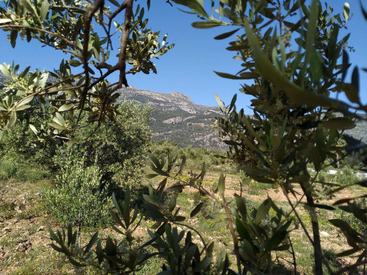 VidaTrekking's tweet photo. Al país de l'olivera https://t.co/7mMlr3M6n6