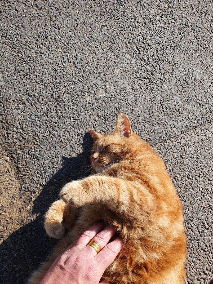 》this wonderful orange cat used to live with me. He arrived on my back doorstep, in the snow, about 13 years ago, when he was about 6 months old》