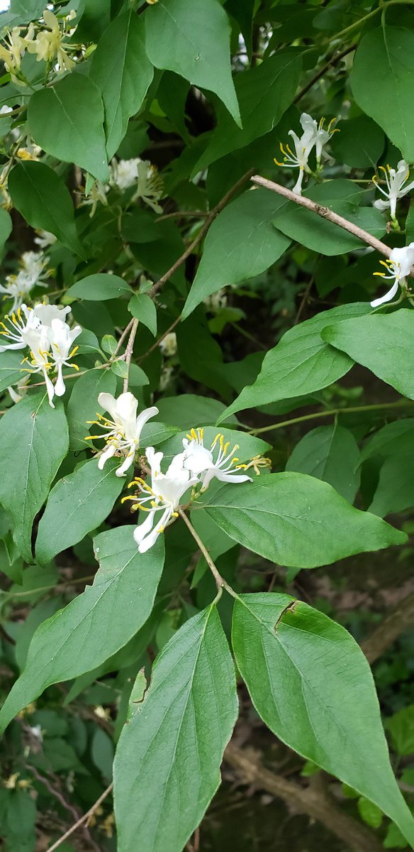 Last week was #invasivespeciesweek. Many yards in central Ohio have Amur Honeysuckle as an ornamental plant in their yard. It is an extremely fast spreading, damaging, invasive.  If you have extra time now, remove it and replace with a native species.

thelantern.com/2019/04/group-…