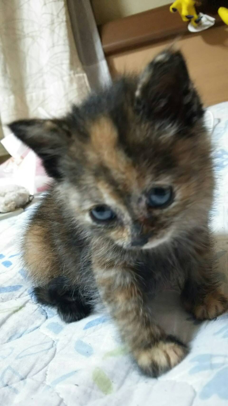 まるもず Pa Twitter サビ猫赤ちゃん祭り いいタグ 今も最強にかわいいウチのもずくちゃんの最強にかわいい子猫時代 猫 サビ猫はいいぞ T Co Qg1pljtyws Twitter まるもず Pa Twitter サビ猫赤ちゃん祭り いいタグ 今も最強にかわいいウチのもずくちゃんの最強にかわいい子猫時代 猫 サビ猫はいいぞ T Co Qg1pljtyws Twitter
