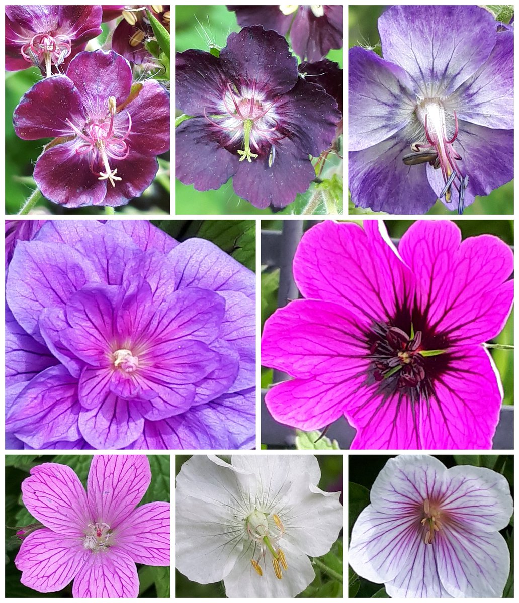 It's geranium time - proper geraniums, not pelargoniums. These have been in the garden for years and years.