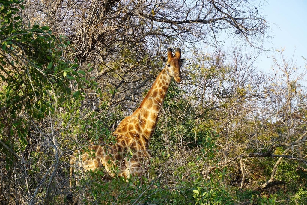 Fran Cabrera tweet media