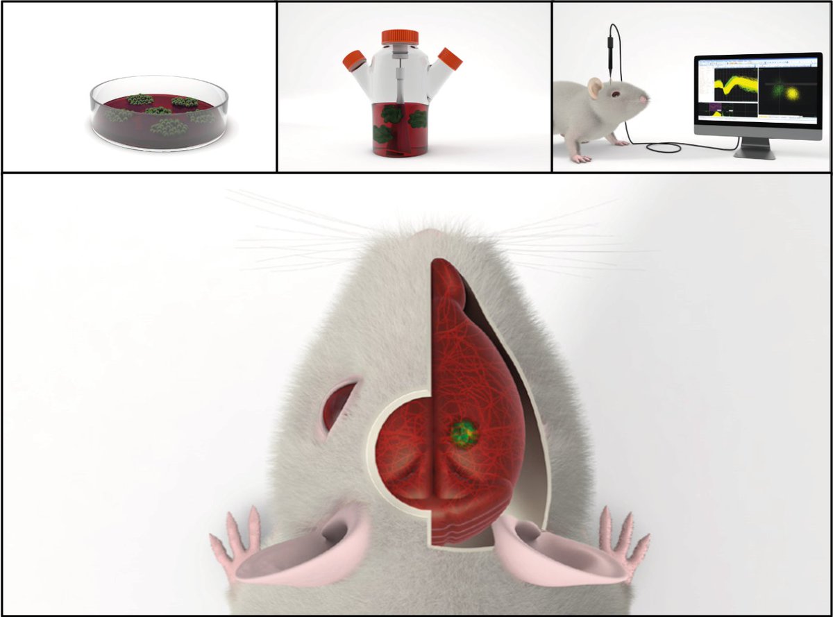 Veronika Mertens Design Lab (@v_coverdesign) on Twitter photo gotta love #organoids #stemcells technology ❤️🤯👽
<a href="/mansour_abed_A/">Abed A. Mansour</a> gotta love #organoids #stemcells technology ❤️🤯👽
<a href="/mansour_abed_A/">Abed A. Mansour</a>