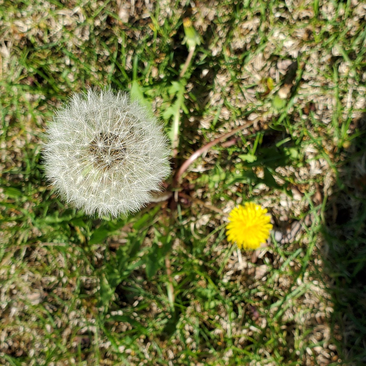 Ramazan'da ekilen tohumların #karahindiba tohumları gibi yayılması, iyiliğin ve yardımlaşmanın artması duasıyla. #iyibayramlar Eid Mobarak