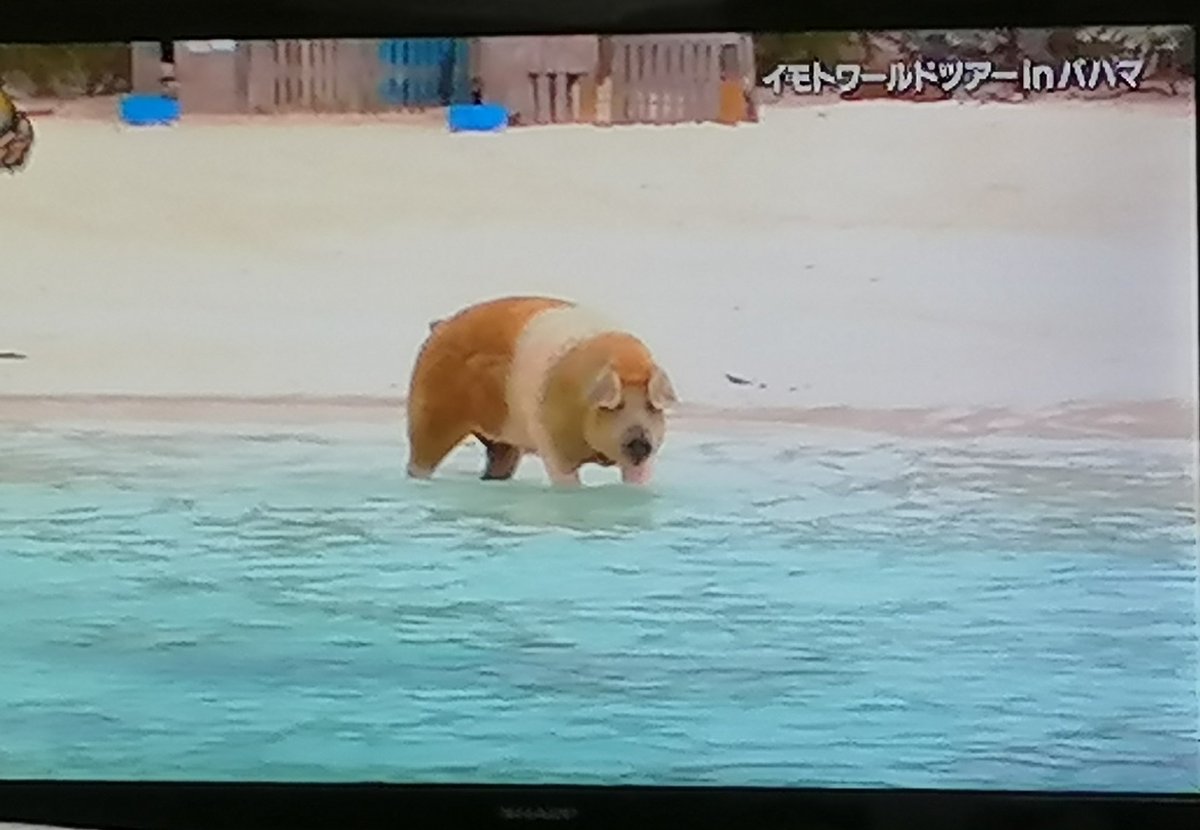 イモトワールドツアー