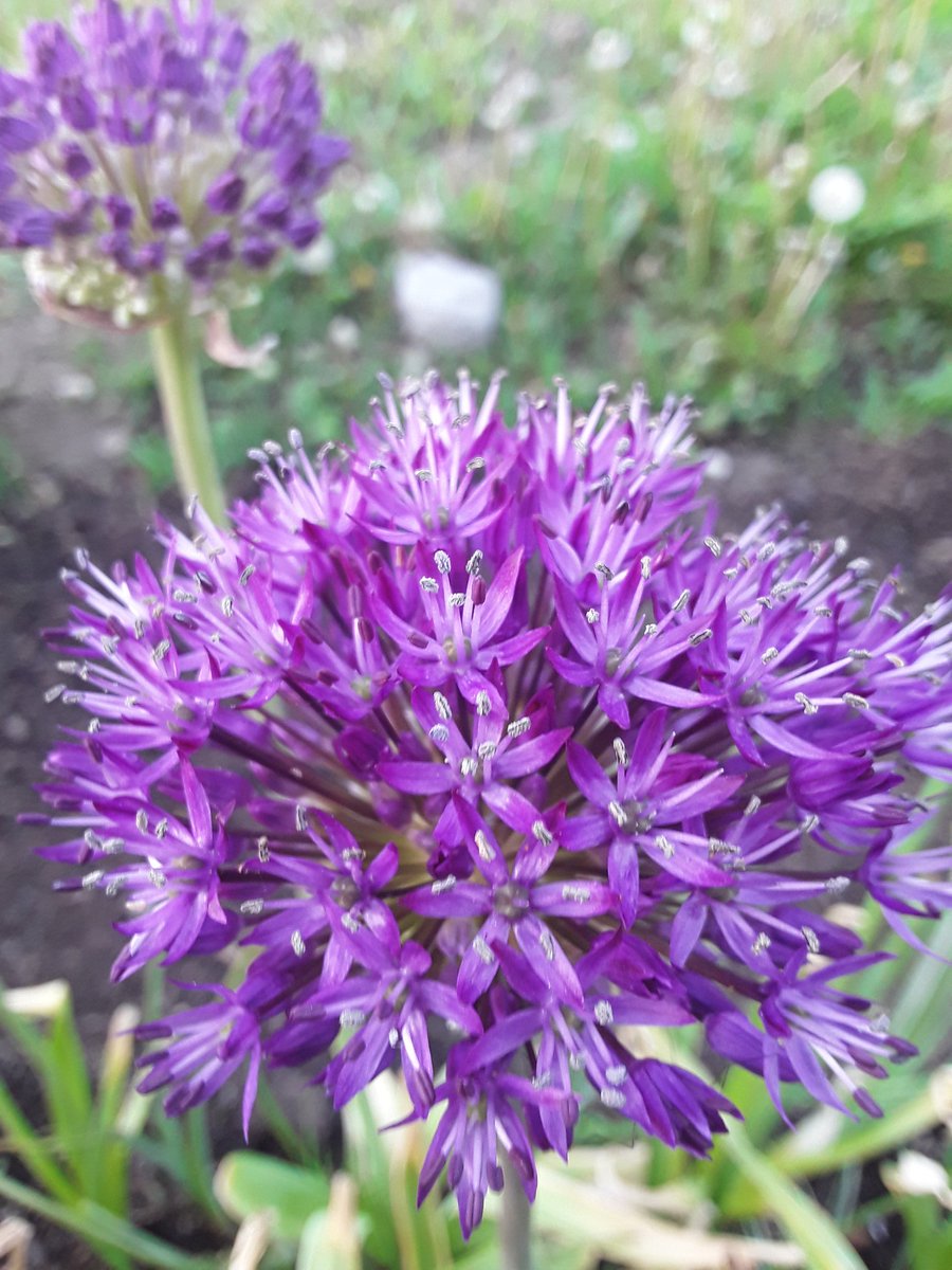 Looks pretty good for an ornamental onion