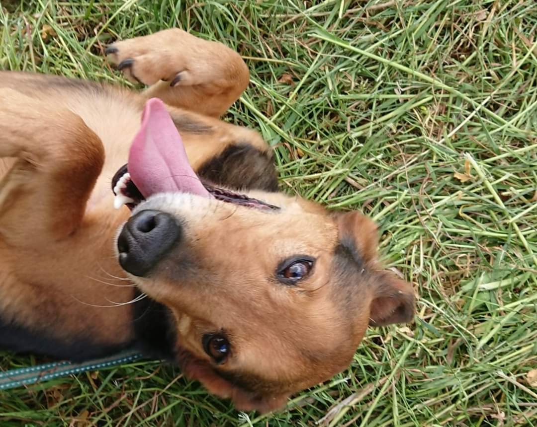 Our sweet Barney is with us for 2 years already 😪
He is 6 years old and just loves his belly rubs ❤
Barney needs an experienced and patient home as he can be reactive, there should be no children or other animals in the home.
We however think he will shine at the right home 💕