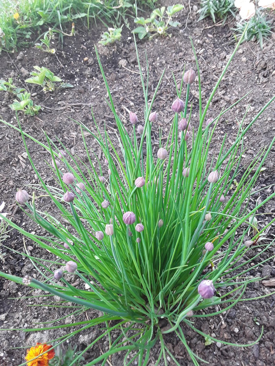 Looks like the chives I forgot to eat last year are about to flower