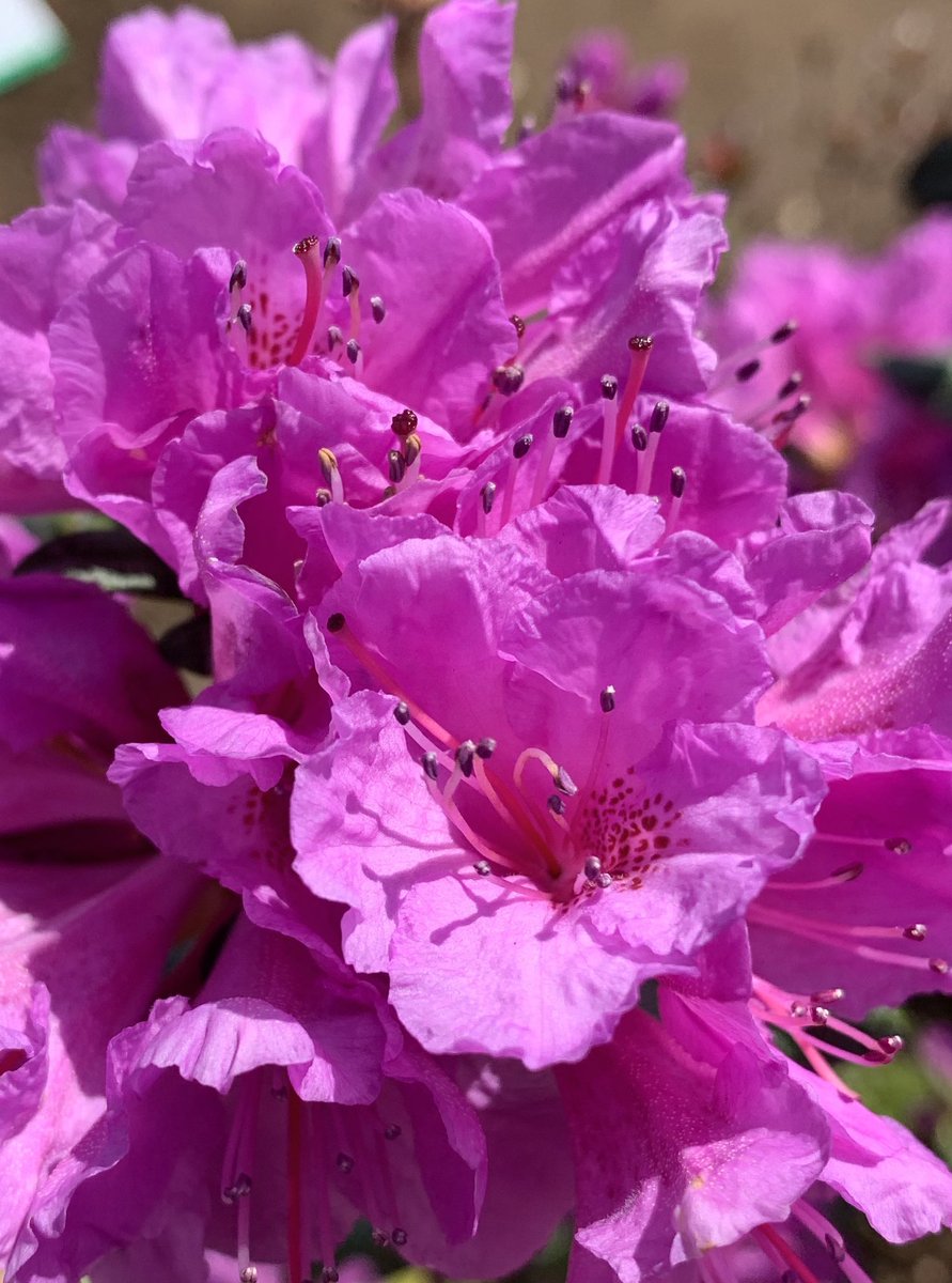 花ひばち 優しい繋がりに感謝 こんばんはー ﾉﾟ 今日も一日ご苦労さま ツツジ ツツジは春から初夏に鮮やかなピンク色の花がさく 日本では古くから人気の花木です 花の写真 写真で奏でる私の世界 ファインダー越しの私の世界