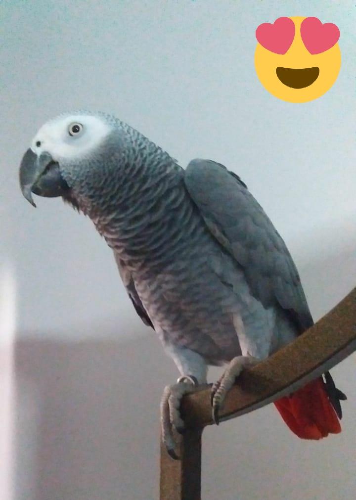 FuzailChohan's tweet photo. #GRASY AFTER SHOWER
#EidMubarak
FROM #GRASY
#HAPPYGRASY
#FGCREATION #GF #GH #FC #FCIMAGES #DXB
#GRAYPARROTLOVERS
@GhazalHabib2 https://t.co/jRLd2hmcgI