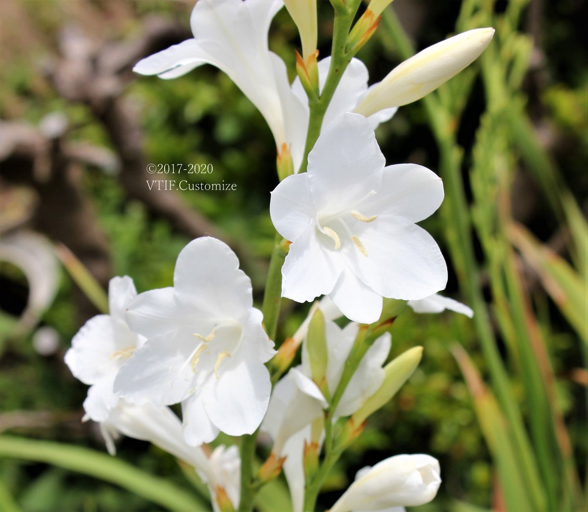 Vtifカスタマイズ 白で繋がるみんなの輪 可愛い野の花 右二つ を見つけたので 今日の誕生花の一つ ワトソニア 左側 と並べてup 右上 ノハカタカラクサ 又は 常盤露草 右下 ウシハコベ 白い花 大好き 5月24日 左側 ワトソニアの花言葉 豊かな心 Vtifカスタマイズ 白で繋がるみんなの輪 可愛い野の花 右二つ を見つけたので 今日の誕生花の一つ ワトソニア 左側 と並べてup 右上 ノハカタカラクサ 又は 常盤露草 右下 ウシハコベ 白い花 大好き 5月24日 左側 ワトソニアの花言葉 豊かな心