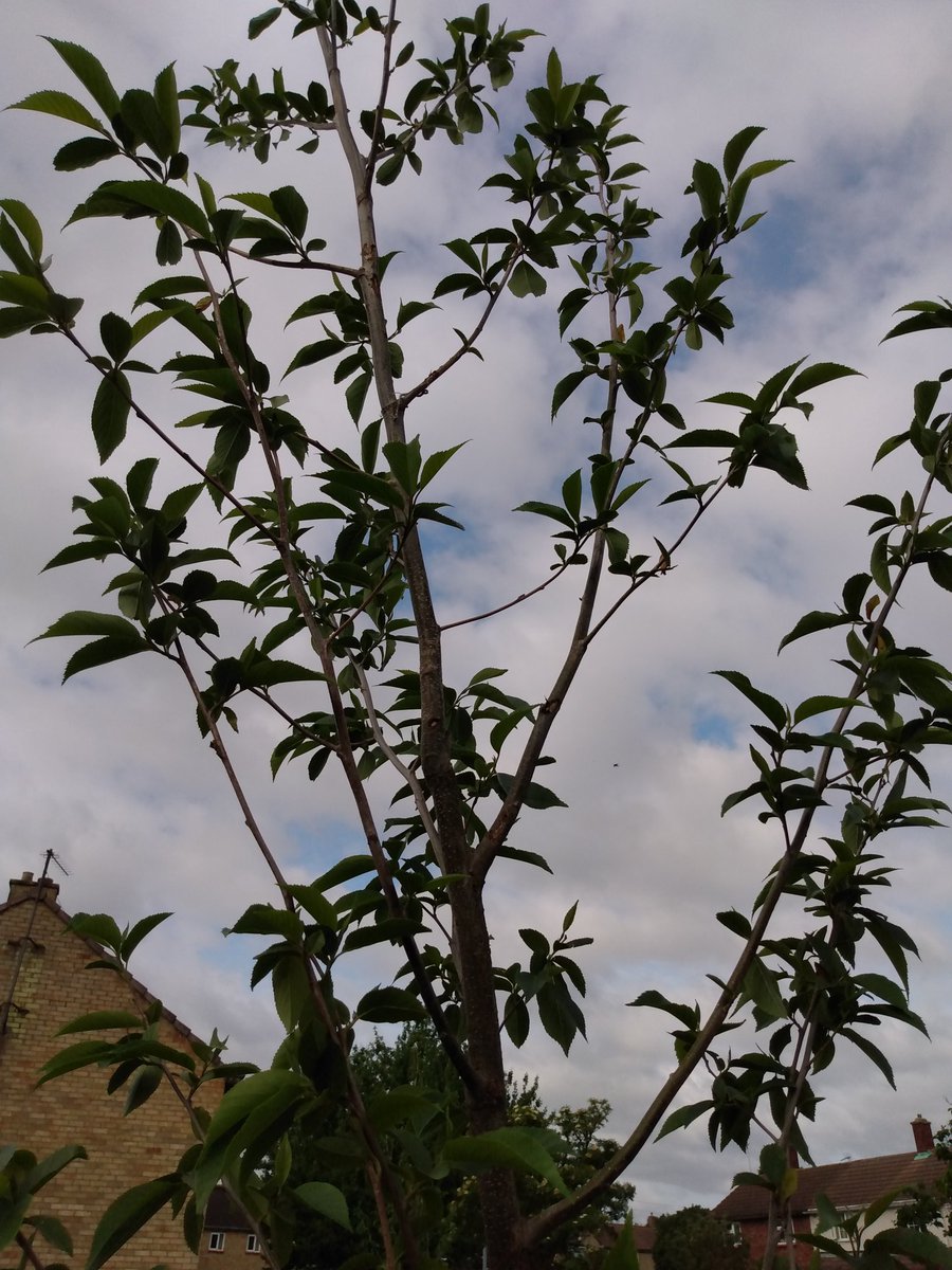 3HeadedLizard's tweet photo. There was a big gang of starlings near #Tree150 for today's watering! Come and be a #TreeHero :-) https://t.co/ddbY2WNVfq @CamCanopyProj #CamTrees #KeepOnWatering https://t.co/zDhAiErofH