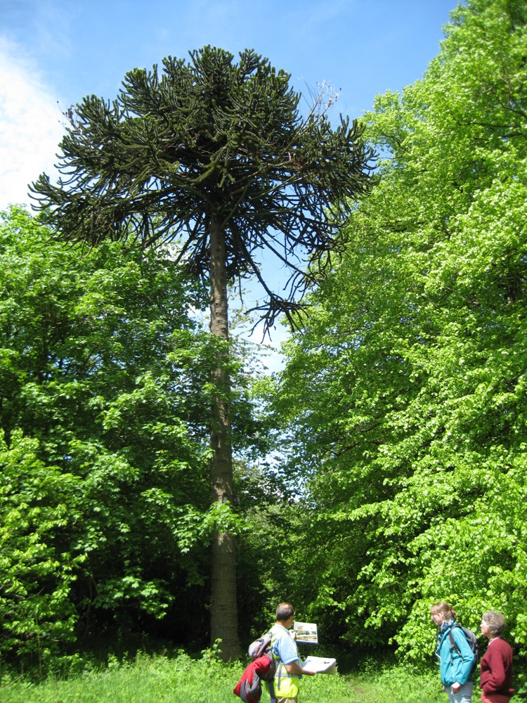 In 2016 we again included Brislington Brook and Eastwood Farm. In Conham we looked at the monkey puzzle tree and also the ruins that are a reminder of the importance of this area for  #Bristol’s copper & brass industry. http://www.troopers-hill.org.uk/history.htm#copper #virtualwalkfest  12/