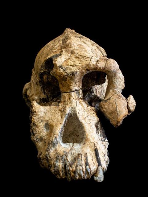 AfricaFactsZone's tweet photo. In 1997, one of the world's oldest human remains was found in Northern rift valley, Ethiopia. The human skulls date back to over 160,000 years. They were skulls of two adults and one child. https://t.co/1Z7GCIUE19