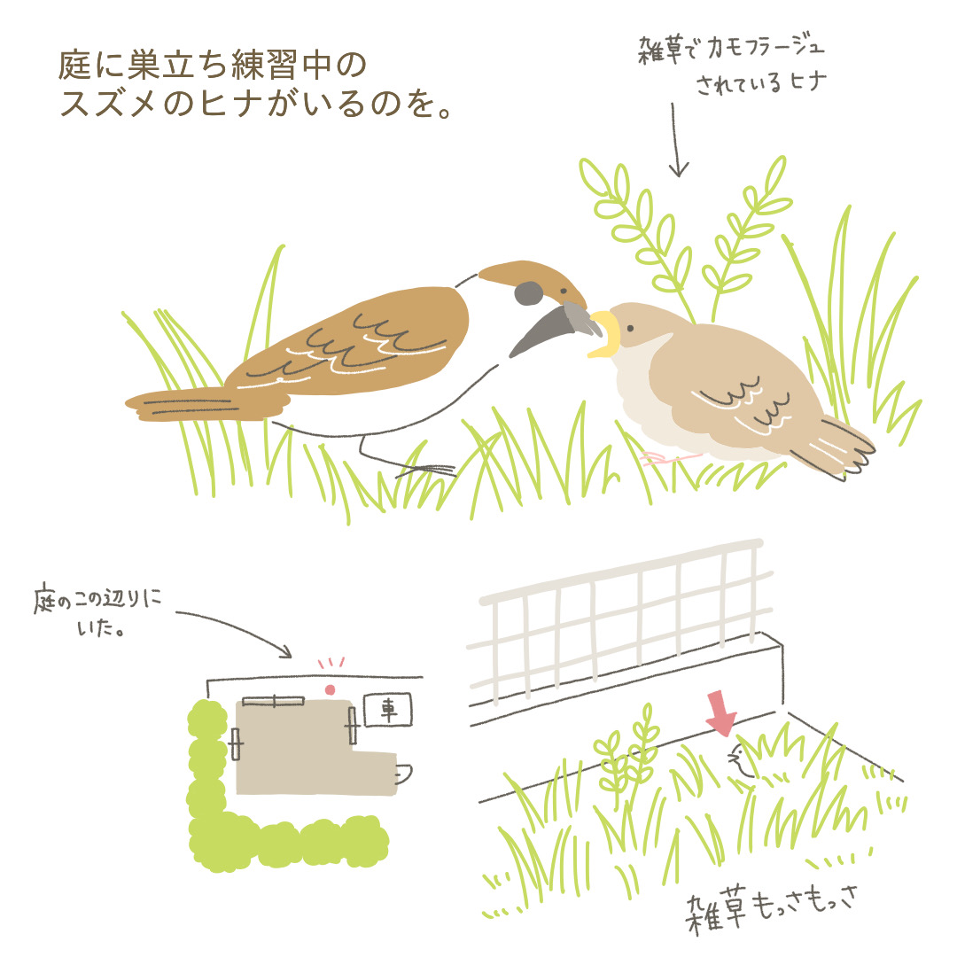 ちょろぼー ゆるイラスト Auf Twitter 庭にスズメの巣立ち雛が来た話 イラスト好きと繋がりたい 野鳥 スズメ イラスト