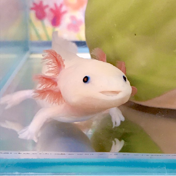 アクアトトウーパー掲示板のtwitterイラスト検索結果