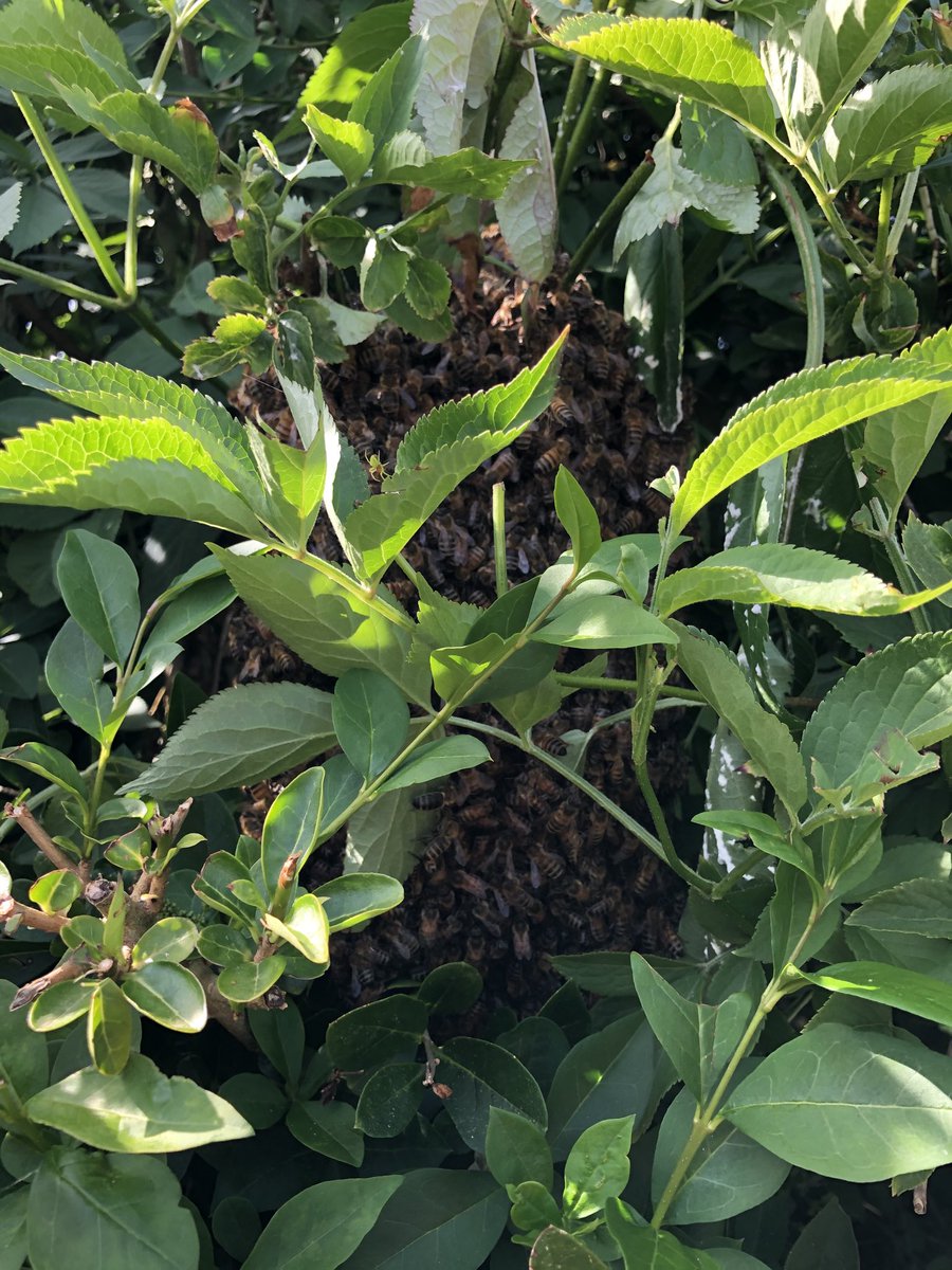 Beekeepeter's tweet image. The spider caught more than he bargained for !