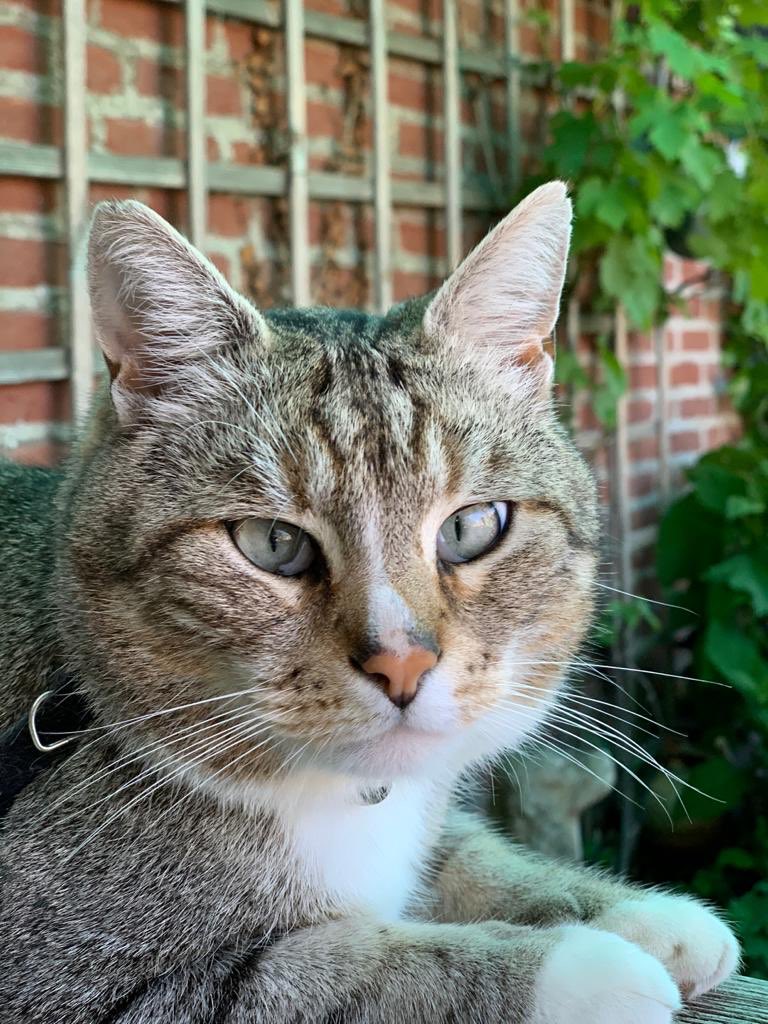 I wanna wish all my Twitter friends a happy Sunday! 

(If you do have a moment of time... please vote for #TwitterCritterIdol <a href="/LuckyDaPuppyCat/">Dobby #RIPLucky 🌈 💖</a> 💕)

x.com/duchess_meow/s…