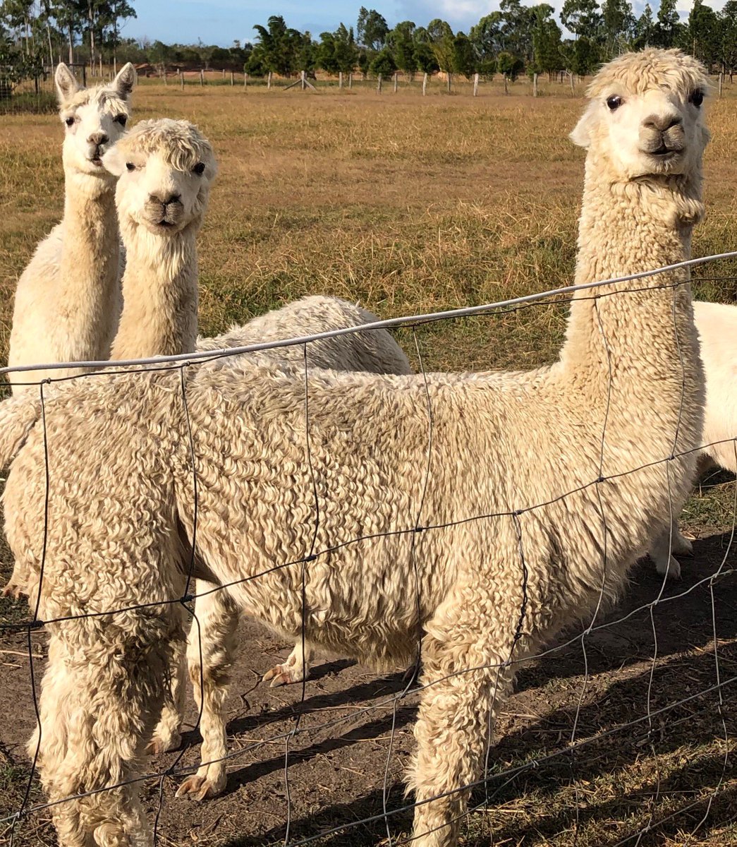 👀 Border patrol  👀 😎👀🤘 gotta keep those spoopid hoomans out #GrouchyAlpacas #Alpacastan
