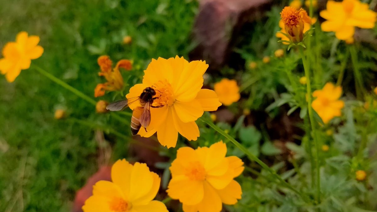 CoalIndiaHQ's tweet photo. CIL has converted a part of BCCL's amalgamated NT-ST-JG Colliery into an Ecological Park-‘Gokul Park’ which is spread over 22 hectares with 33,600 plant species. Due to the extensive flora &amp; greenery in the park, the birds and small species have returned to this park. https://t.co/pH7vnbDBQv