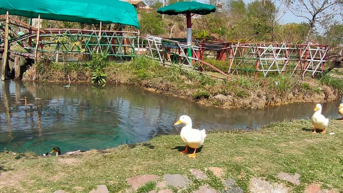 CoalIndiaHQ's tweet photo. CIL has converted a part of BCCL's amalgamated NT-ST-JG Colliery into an Ecological Park-‘Gokul Park’ which is spread over 22 hectares with 33,600 plant species. Due to the extensive flora &amp; greenery in the park, the birds and small species have returned to this park. https://t.co/pH7vnbDBQv