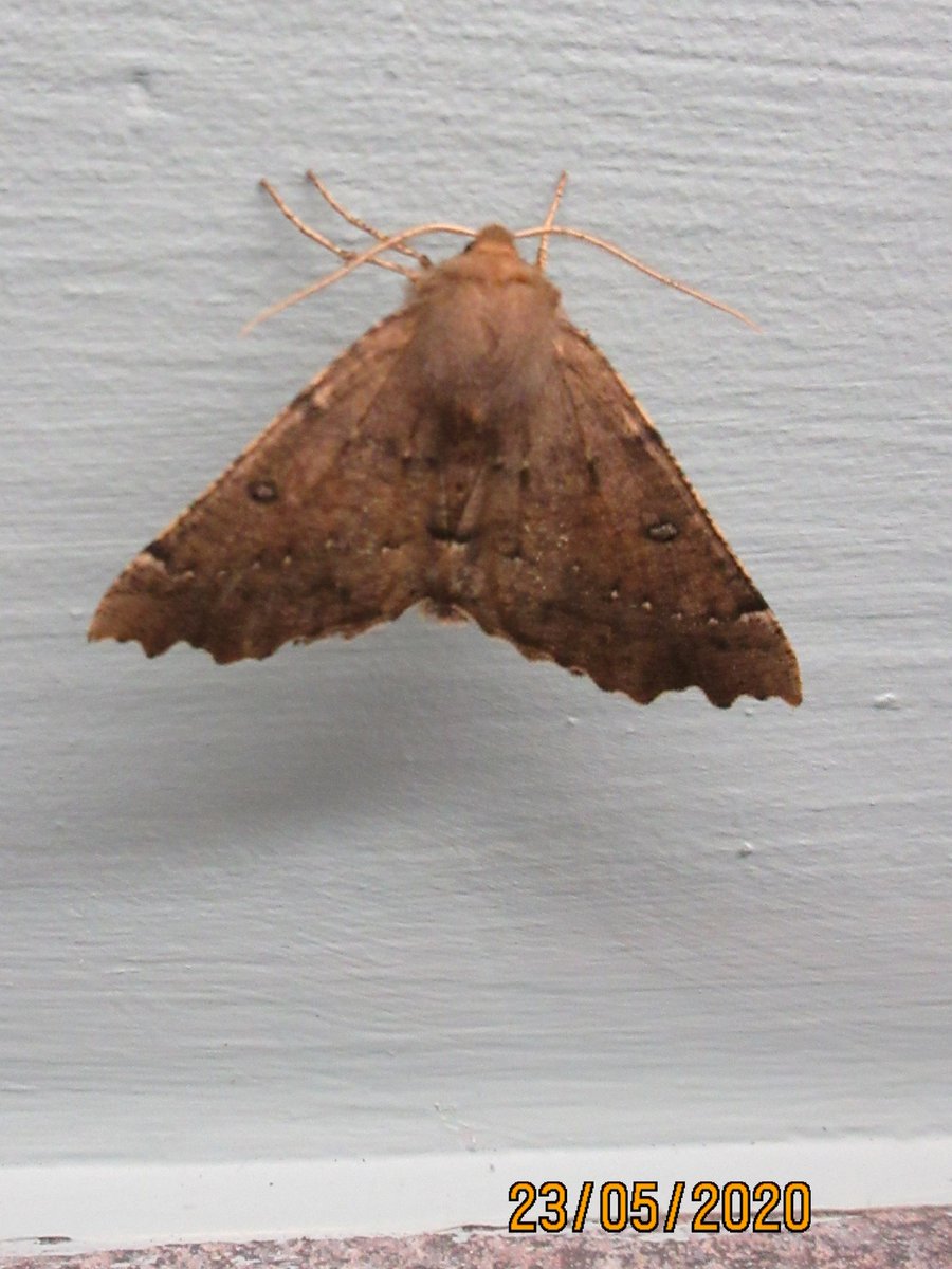 How Are Moths Getting Into My House