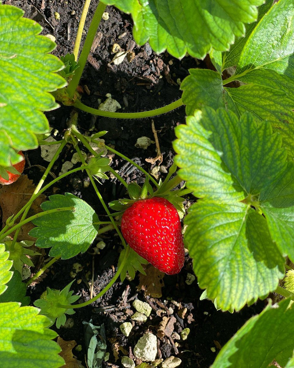 _FoodAddicted's tweet image. Le prime fragole 🍓
#foodaddicted #sunday #food #foodie #instafood #cibo #strawberry #cucinaitaliana  #italianfood #ortointerrazza #strawberry #fruit #homemade #sunny #foodblogger #foodblog #fragole #chef #foodphotography #milano #italy #italianfood #italian