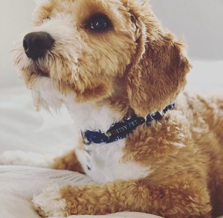DitsyPet's tweet photo. 🐶 Happy Sunday Ditsy Fans 💙 https://t.co/XDJotWL8vQ https://t.co/nLKEIHH1li