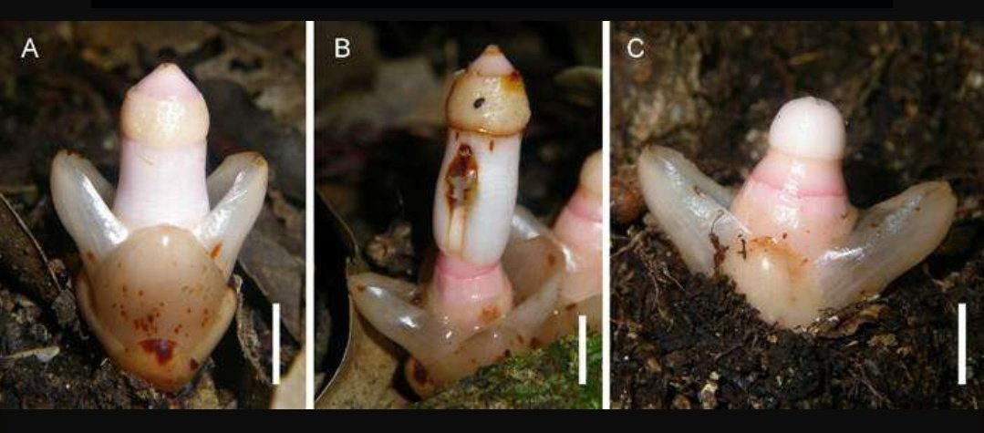 janijarvi's tweet image. Okey, can we talk about the flower of this plant??? #WTFevolution