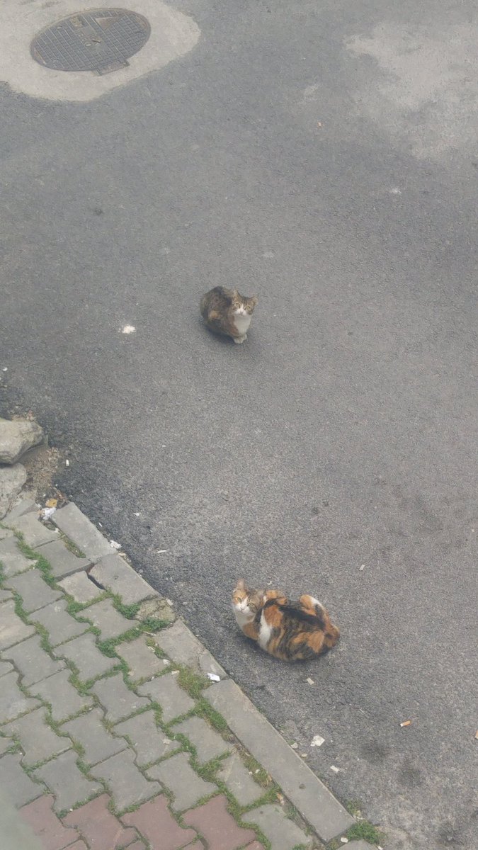 Hayırlı bayramlar başkanım. Sokagimizdaki hayvanlar aç yardimlarinizi bekliyoruz. Hürriyet mah. 437. sok buca <a href="/tuncsoyer/">Tunç Soyer</a> <a href="/ErhanKilicBuca/">Erhan Kılıç</a> <a href="/izmirhim/">İzmir HİM</a> <a href="/izmirbld/">İzmir Büyükşehir Belediyesi</a> <a href="/BucaBld/">Buca Belediyesi</a>