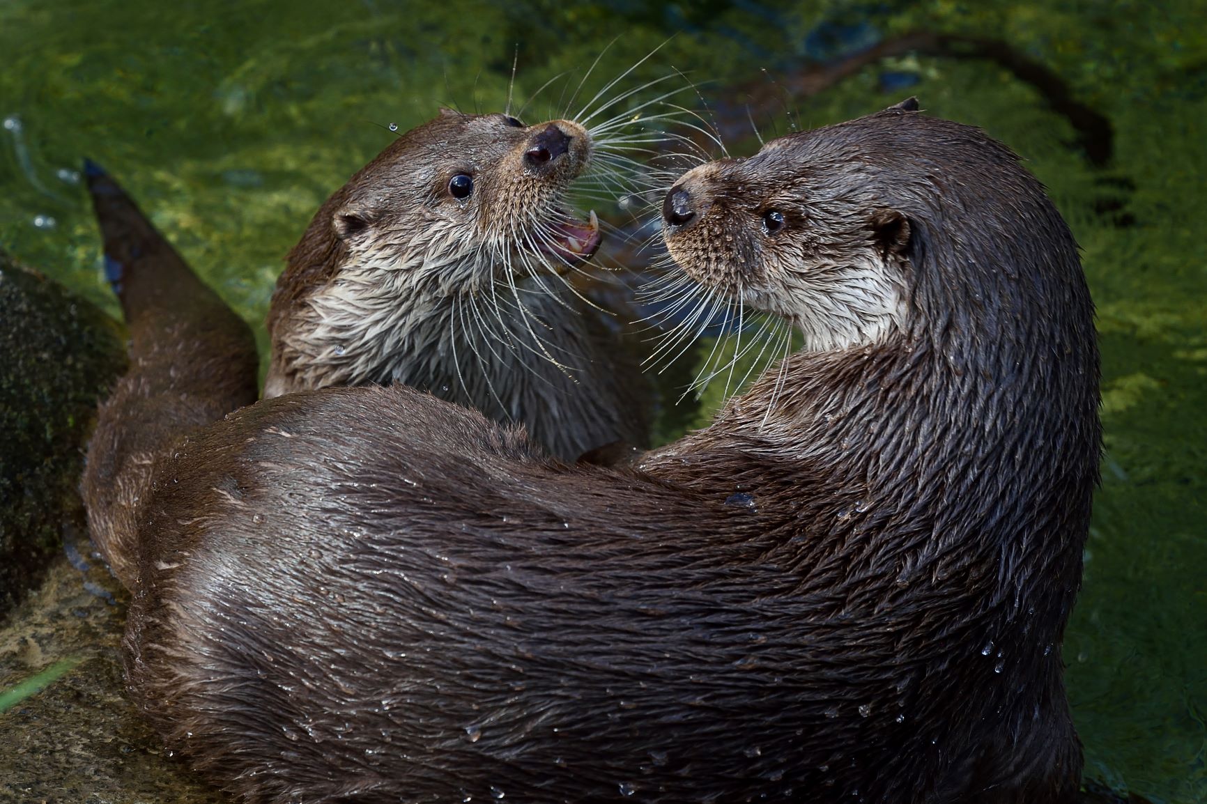 Parc Zoologique De Paris Notre Loutre Dieko Fete Son 7e Anniversaire Ce Male Vif Et Curieux Partage Son Enclos Avec Becca La Femelle Dieko Est Extremement Gourmand