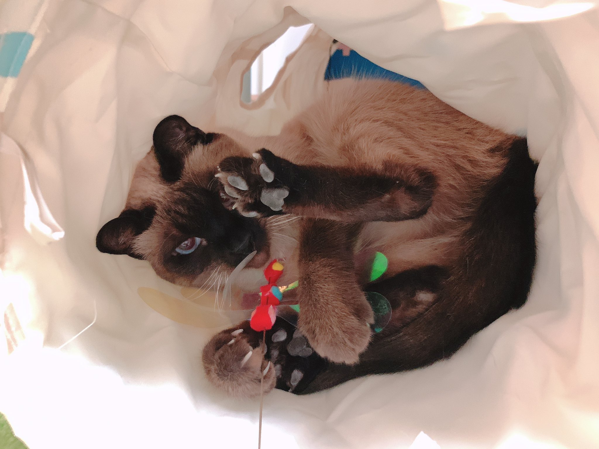 のべ子 シャム猫あずきさん もふもふチャレンジ のべ子 シャム猫あずきさん もふもふチャレンジ