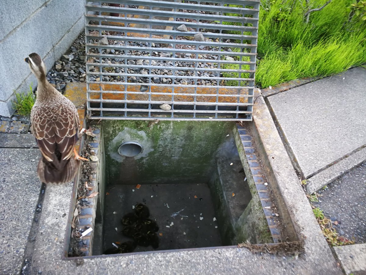 側溝に落ちたカモのヒナ10羽を助けたお兄さんの感動の記録 Togetter