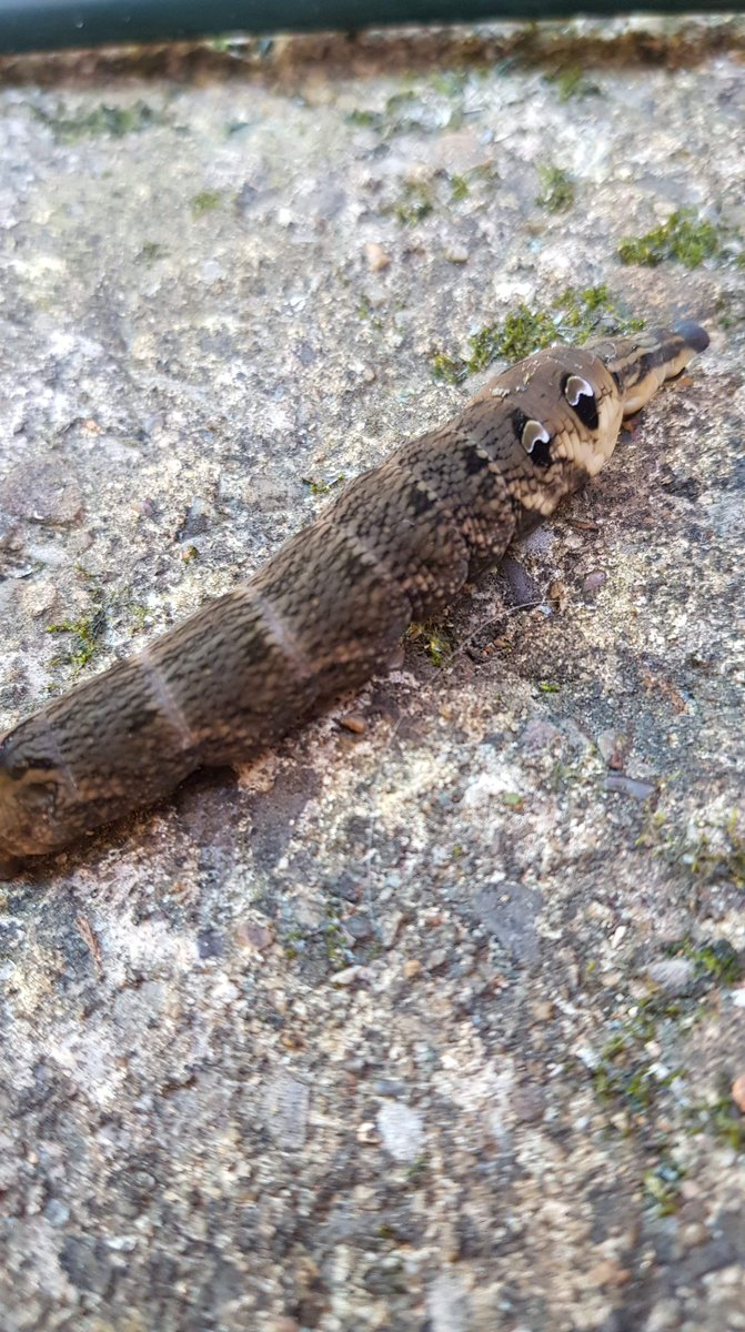 nmaltb's tweet image. Found this little elephant hawk-moth caterpillar in our garden last September, 8 months later it finally hatched! Looks amazing 🐛🦋