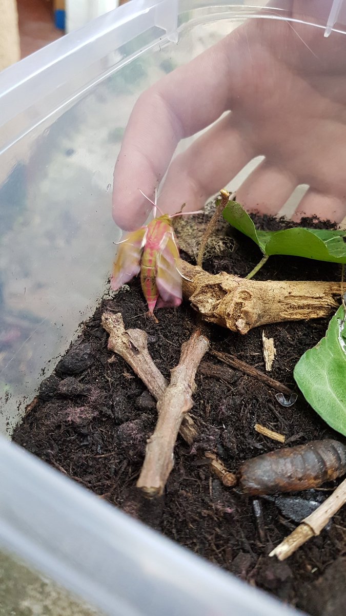 nmaltb's tweet image. Found this little elephant hawk-moth caterpillar in our garden last September, 8 months later it finally hatched! Looks amazing 🐛🦋