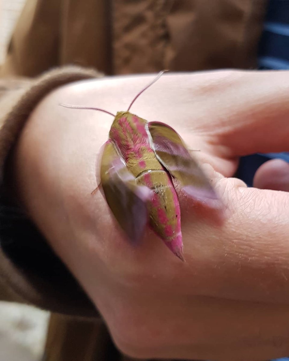 nmaltb's tweet image. Found this little elephant hawk-moth caterpillar in our garden last September, 8 months later it finally hatched! Looks amazing 🐛🦋