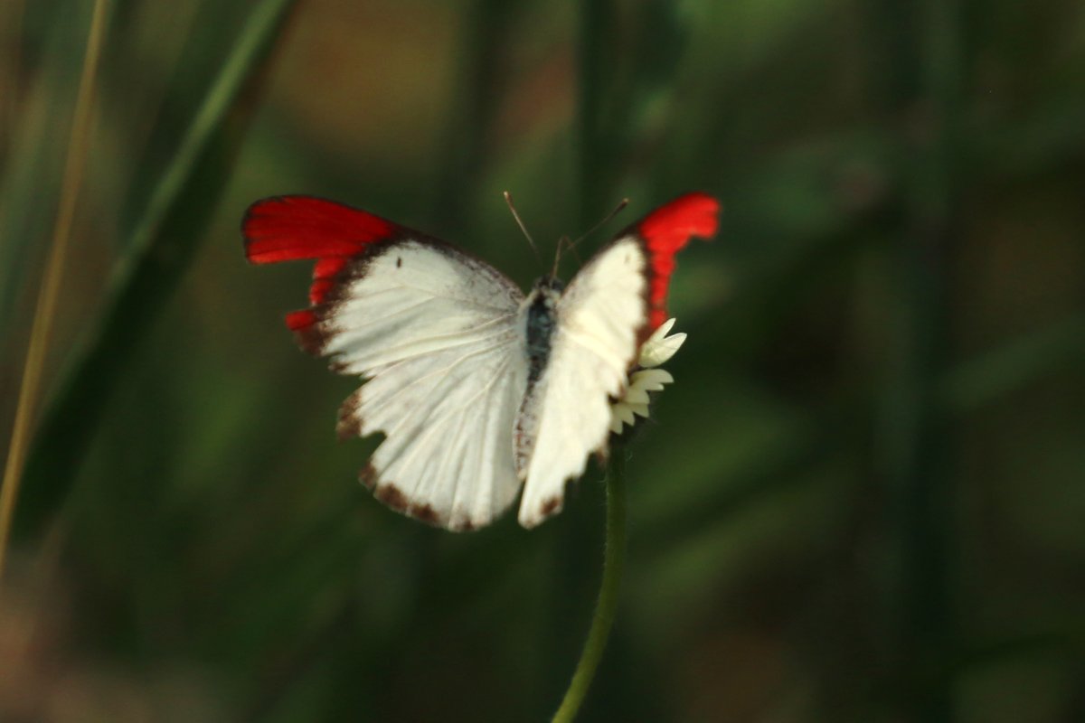 If she could talk I'm sure this Crimson Tip would tell us enchanting stories on each part of those wings that are clipped