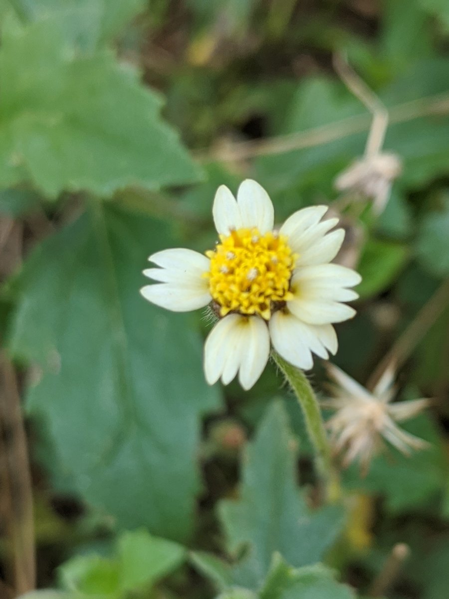 (Thread) Here's a tribute to the Tridax Daisy. You may know it as an annoying little weed, but the butterflies in our farm beg to disagree.