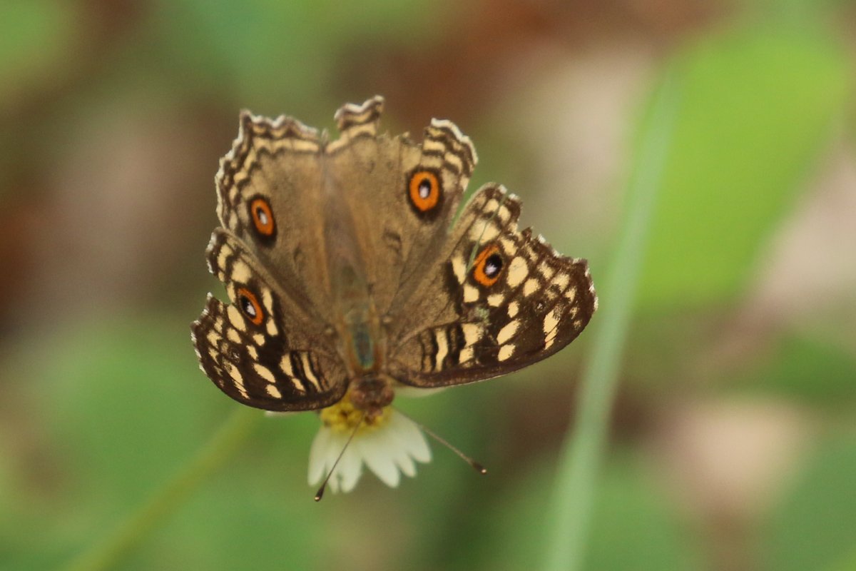 More clipped wings. This Lemon Pansy, despite those watchful eyes, has had several brushes with danger.