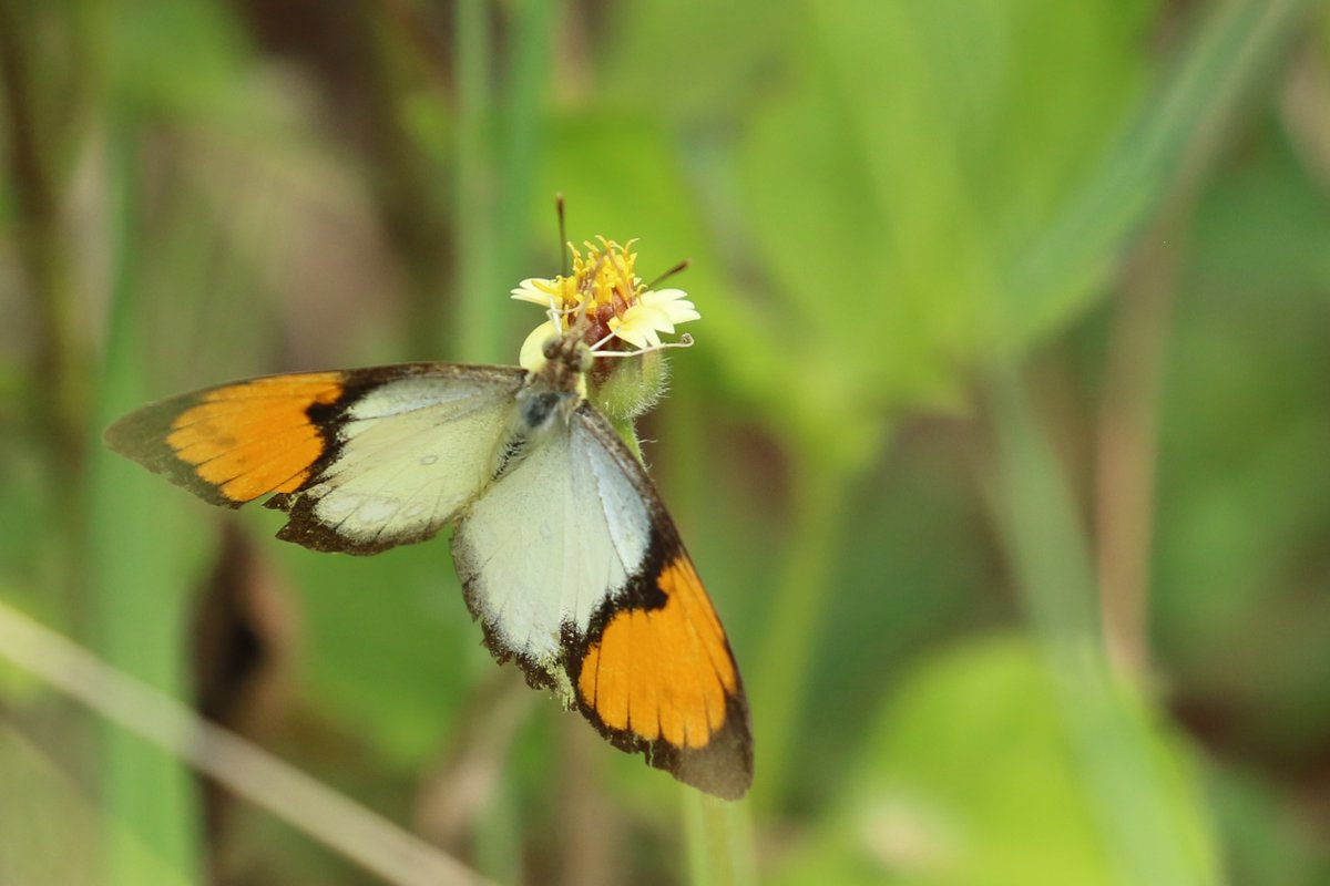 May look like the Crimson Tip, but this Orange Tip, I learned, is not even in the same family.