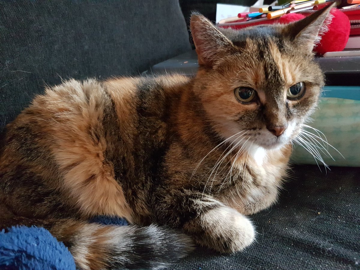 FelixEnPardijn's tweet photo. Een #rustige #druilige #caturday 
Wie belt #ondertussen het @KNMI_weer voor beter, #zonnig #weer? https://t.co/1cyRNldtCL